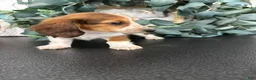 Miniature Dachshund dogs for sale: Dixie - Ad 5
