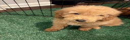 Miniature Poodle dogs for sale: Sonny - Ad 4