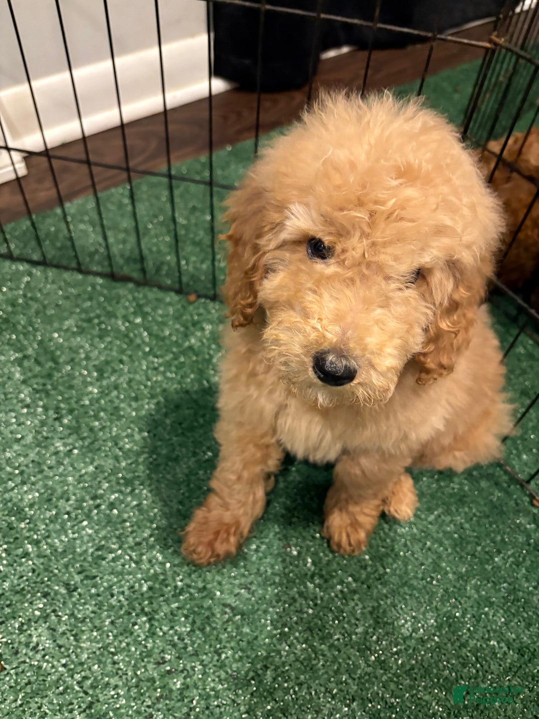 Miniature Poodle dogs for sale: Sonny - Ad 4
