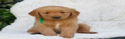 Golden Retriever dogs for sale: Paxton  - Ad 1
