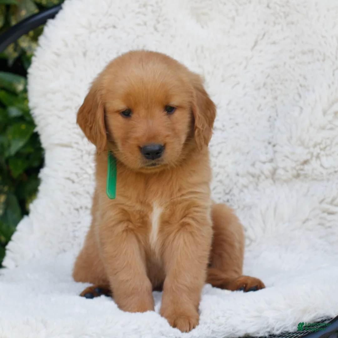 Golden Retriever dogs for sale: Paxton  - Ad 1