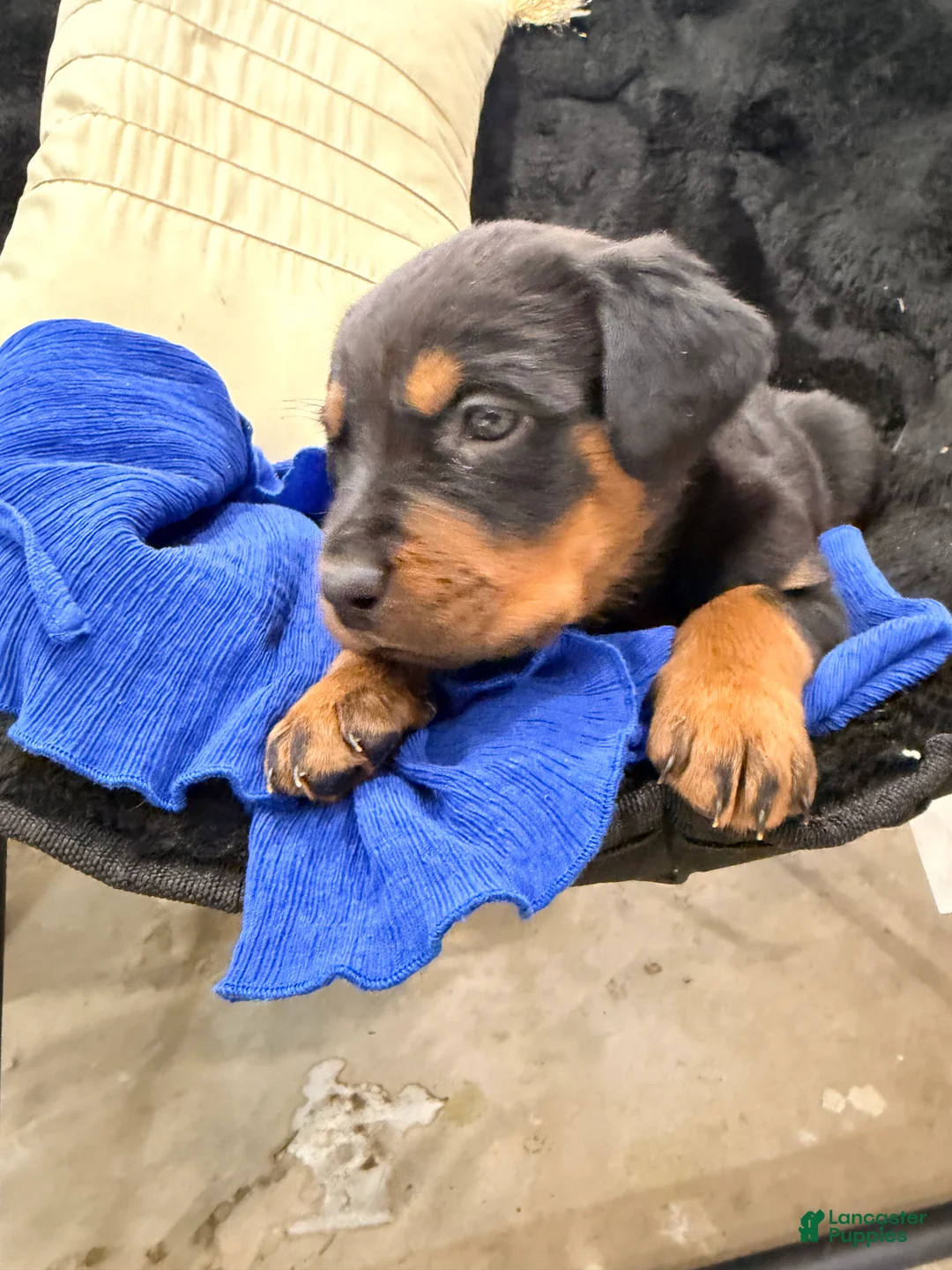 Rottweiler dogs for sale: Rottweiler Puppy 1 - Ad 24