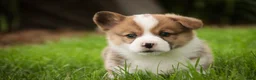 Welsh Corgi Pembroke dogs for sale: Andy - Ad 7