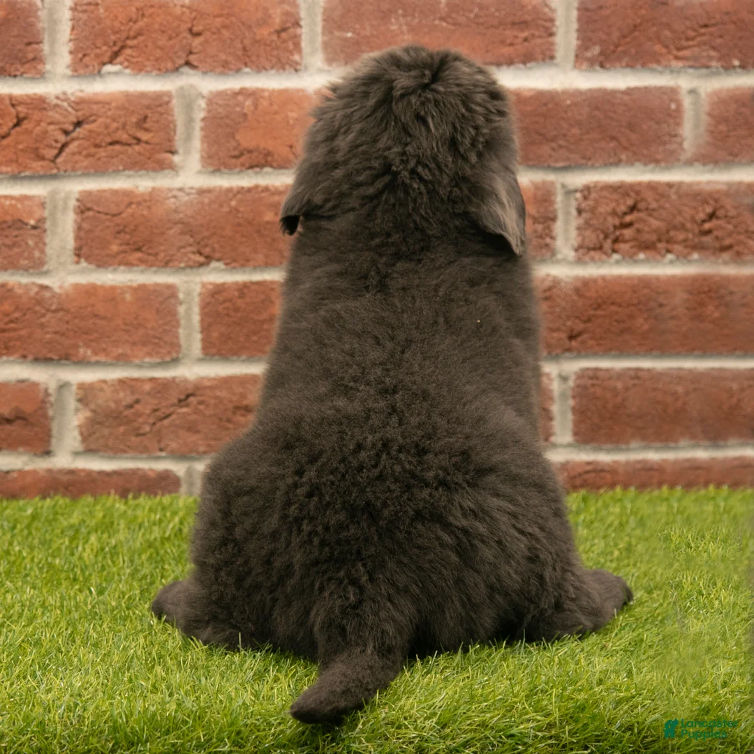 Newfoundland dogs for sale: Chester - Ad 5