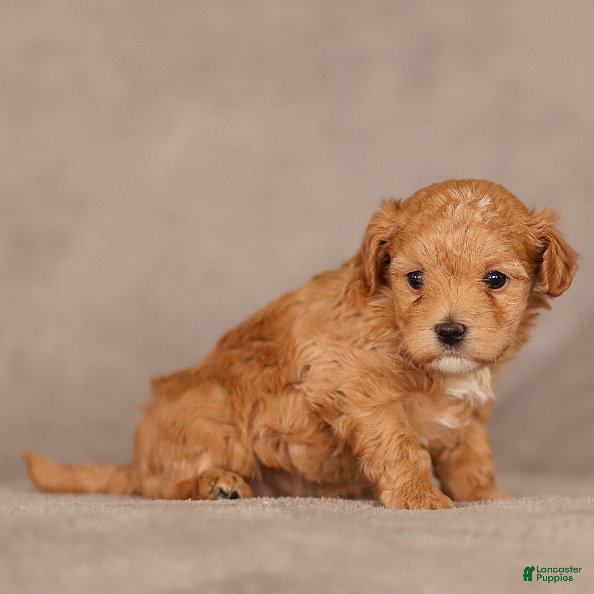 Maltipoo dogs Felicity Maltipoo Puppy  - Ad 2