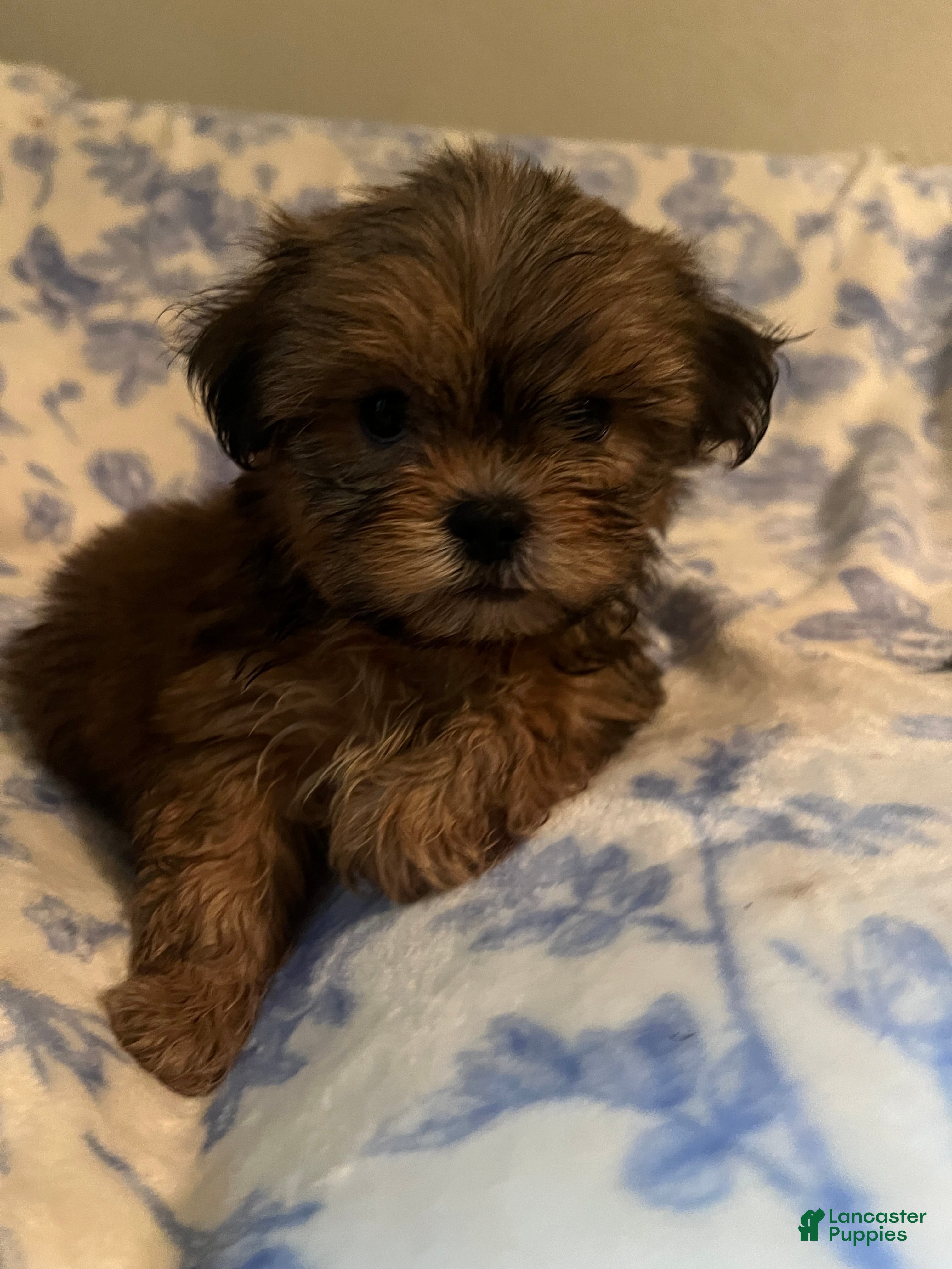 Shih Tzu dogs Shih Tzu Puppy 4 - Ad 18