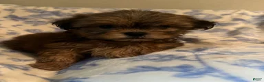 Shih Tzu Puppy 4