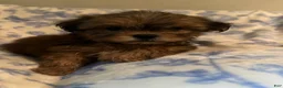 Shih Tzu dogs for sale: Shih Tzu Puppy 4 - Ad 1