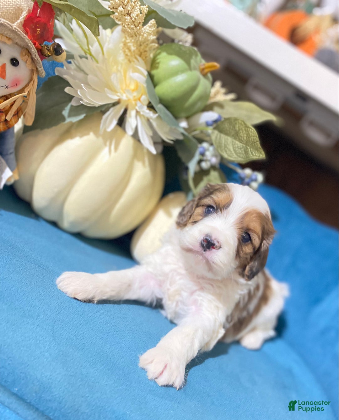 Cavapoo dogs for sale: Cavapoo Puppy 1 - Ad 7