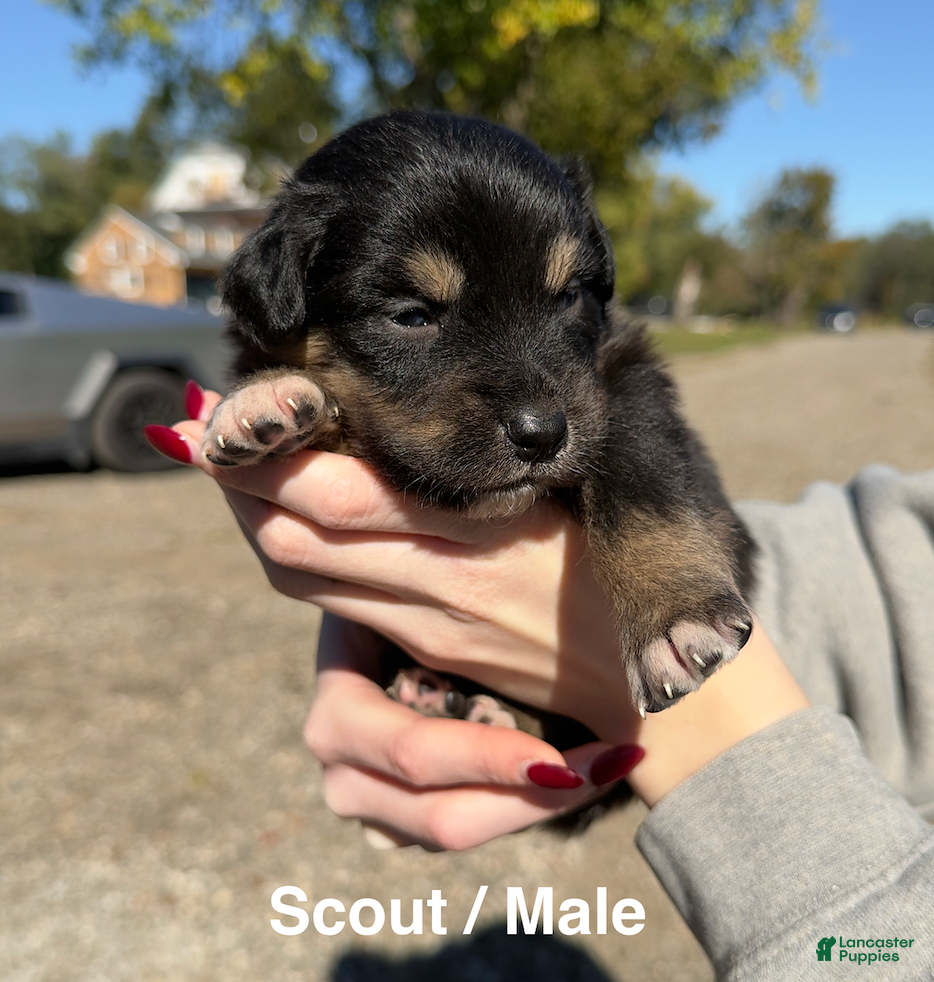 Australian Shepherd dogs for sale: Scout - Ad 20