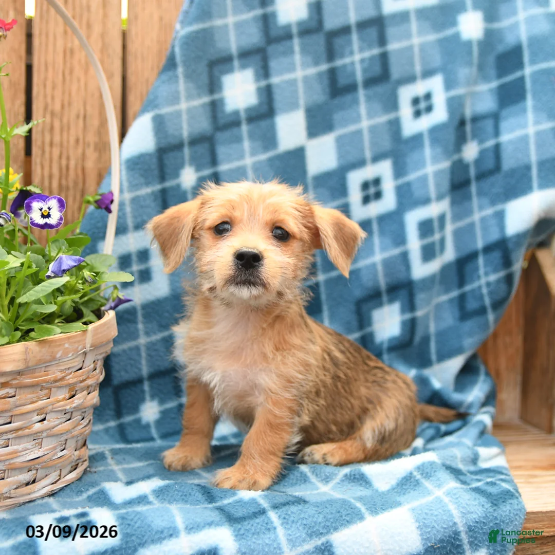 Mixed Breed dogs for sale: Skippy - Ad 1