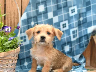 Mixed Breed dogs for sale: Skippy - Ad 3