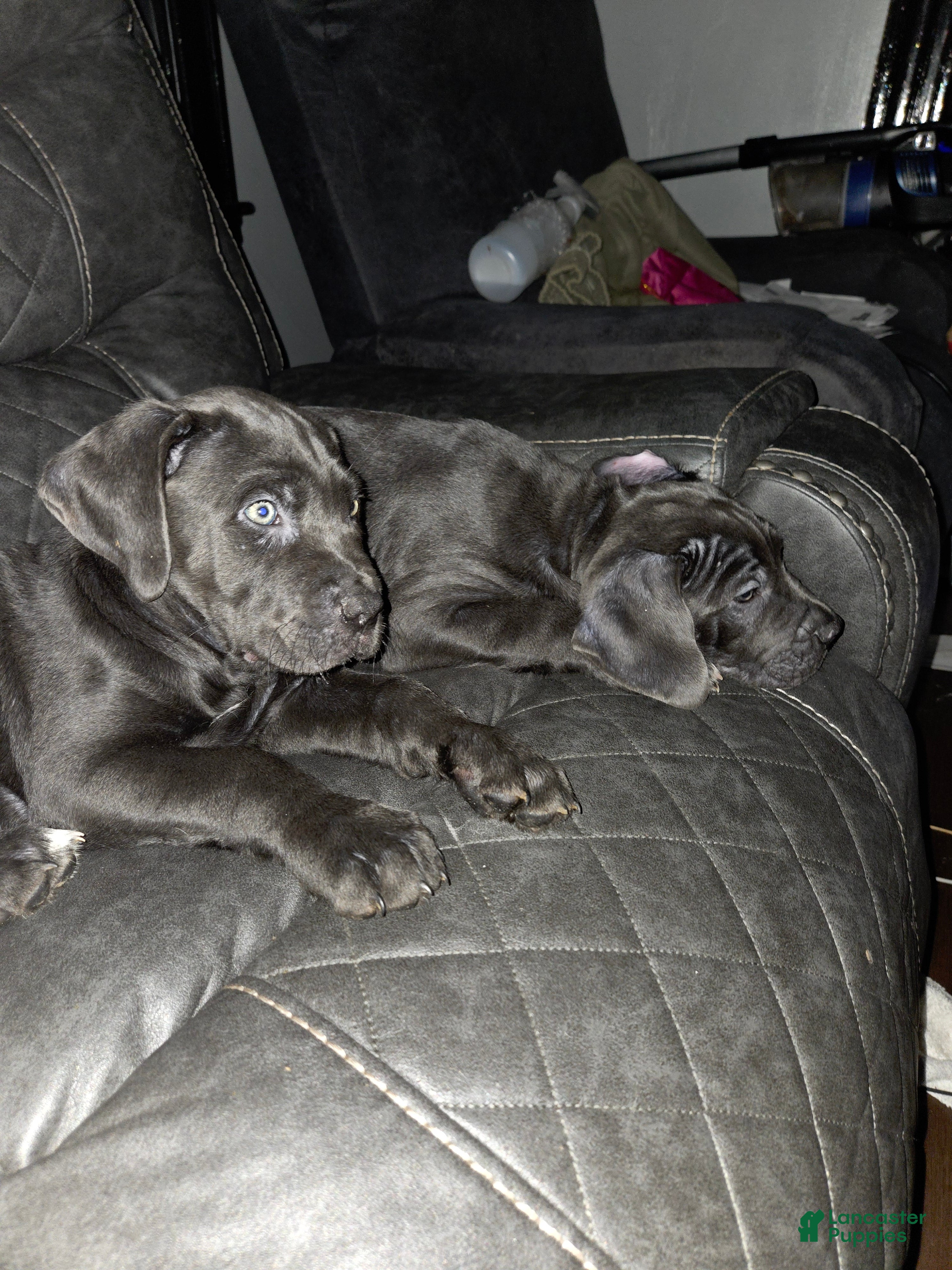 Cane Corso dogs Haus - Ad 2