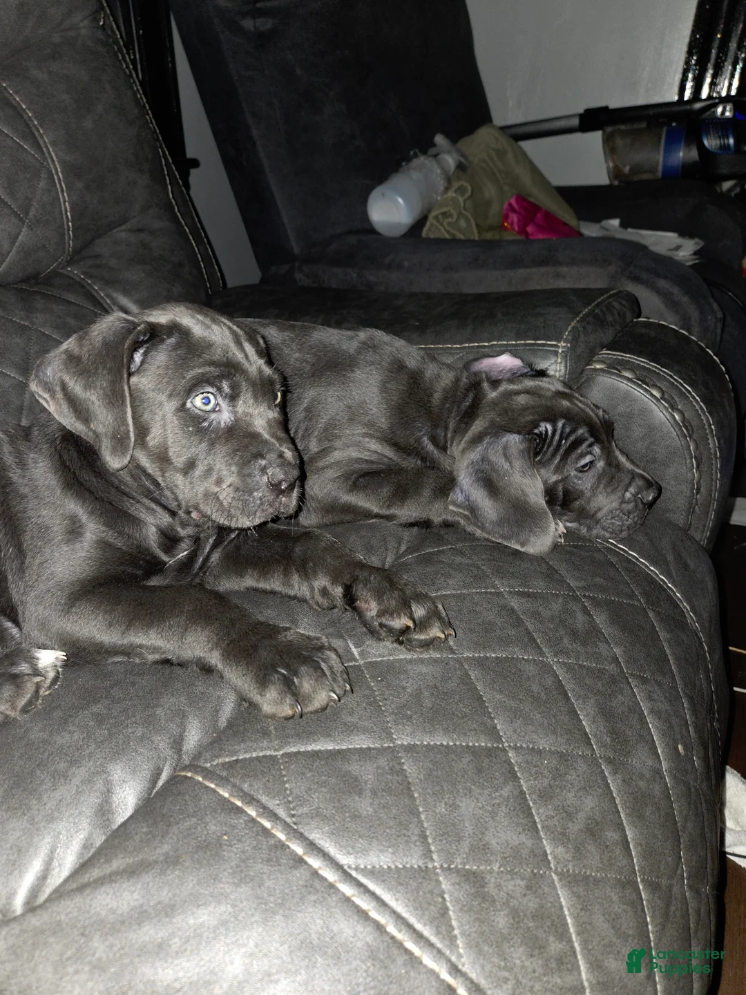 Cane Corso dogs for sale: Haus - Ad 2