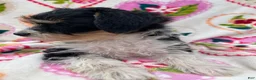 Miniature Schnauzer dogs for sale: Lexi - Ad 6