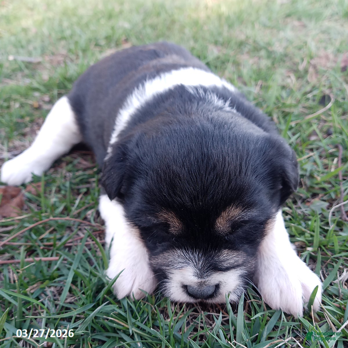 Mixed Breed dogs Angie - Ad 1