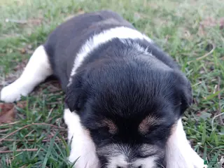 Mixed Breed dogs for sale: Angie - Ad 4