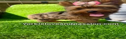 Yorkshire Terrier dogs for sale: Yorkshire Terrier 1 - Ad 4