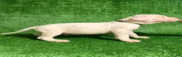 Dogo Argentino dogs for sale: Green male  - Ad 5