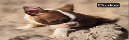 Boston Terrier dogs for sale: Duke - Ad 3