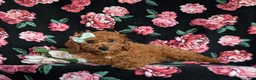 Cavapoo dogs for sale: Giselle - Ad 5