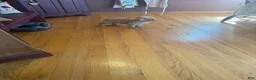 Mixed Breed dogs for sale: Tabby - Ad 6