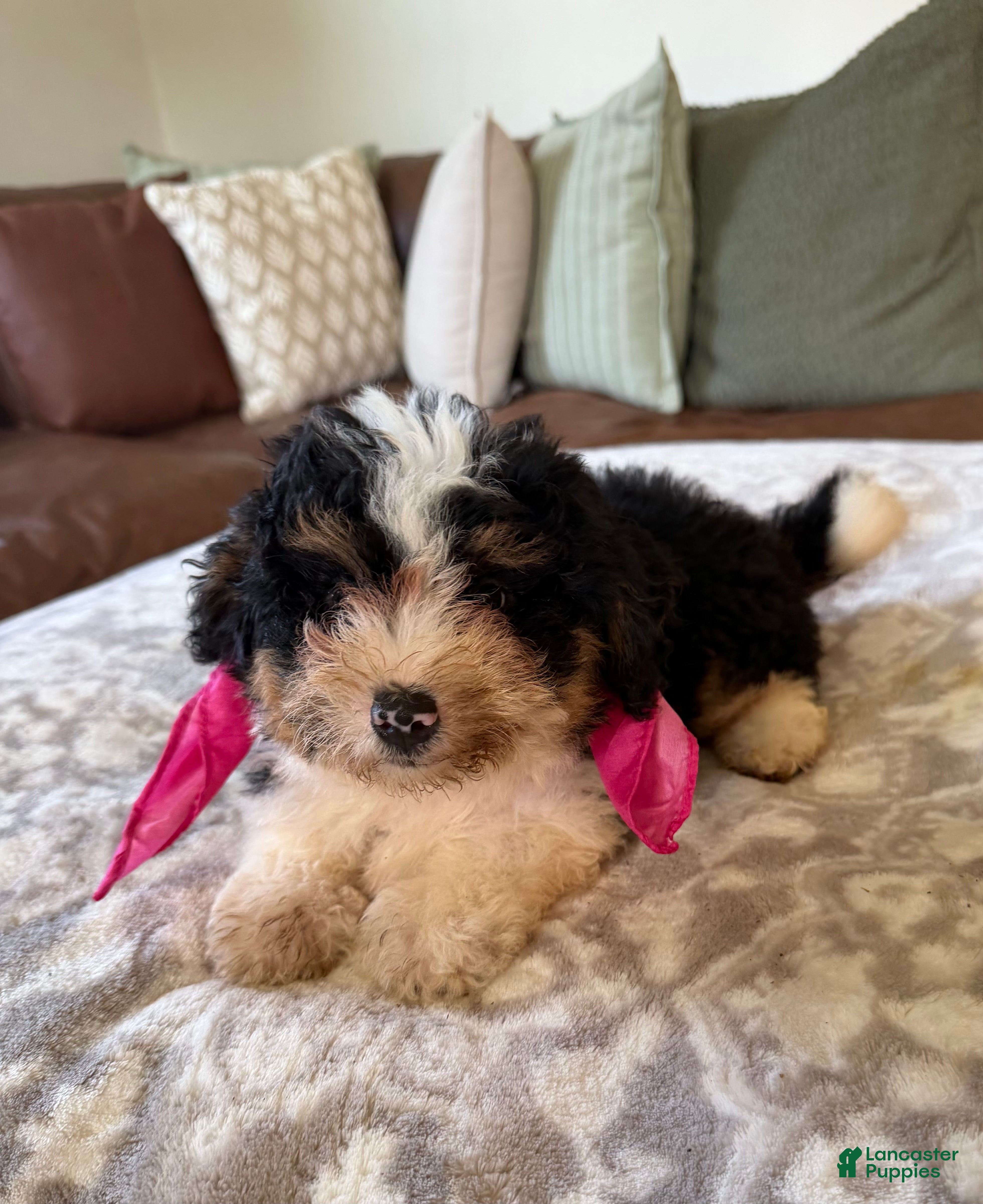 Mini Bernedoodle dogs Bonnie-Mini Bernedoodle female tri color  - Ad 2