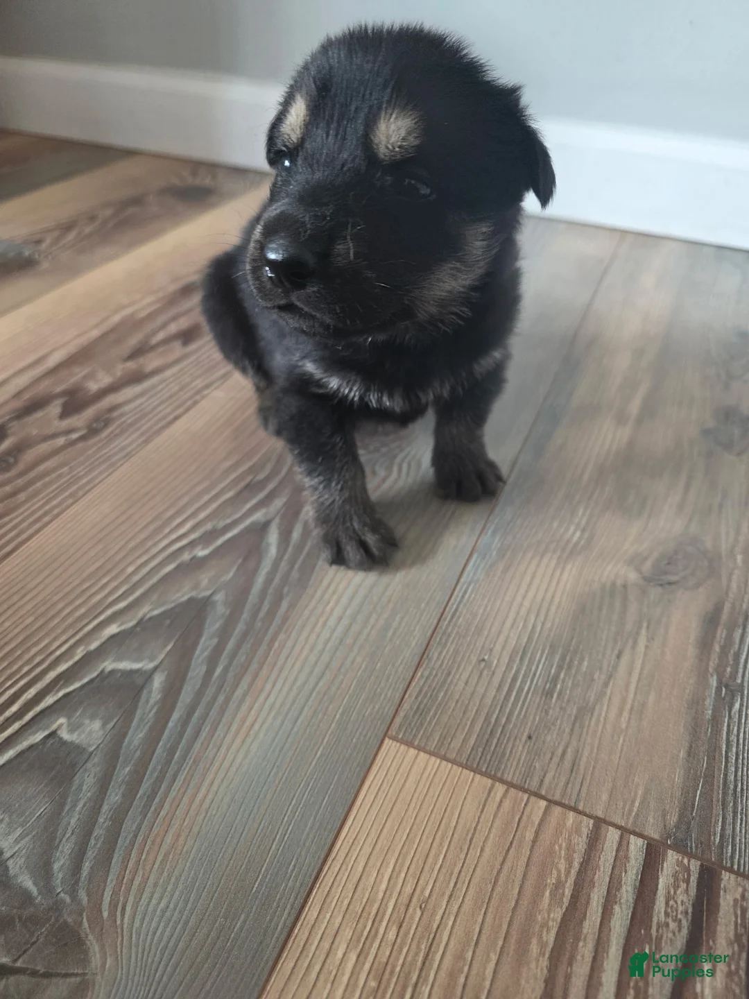 German Shepherd dogs for sale: German Shepherd Puppy 4 - Ad 1