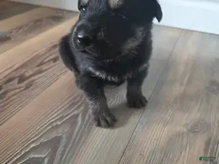 German Shepherd dogs German Shepherd Puppy 4 - Ad 28