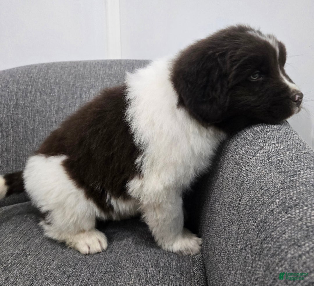 Newfoundland dogs for sale: Barney  - Ad 7