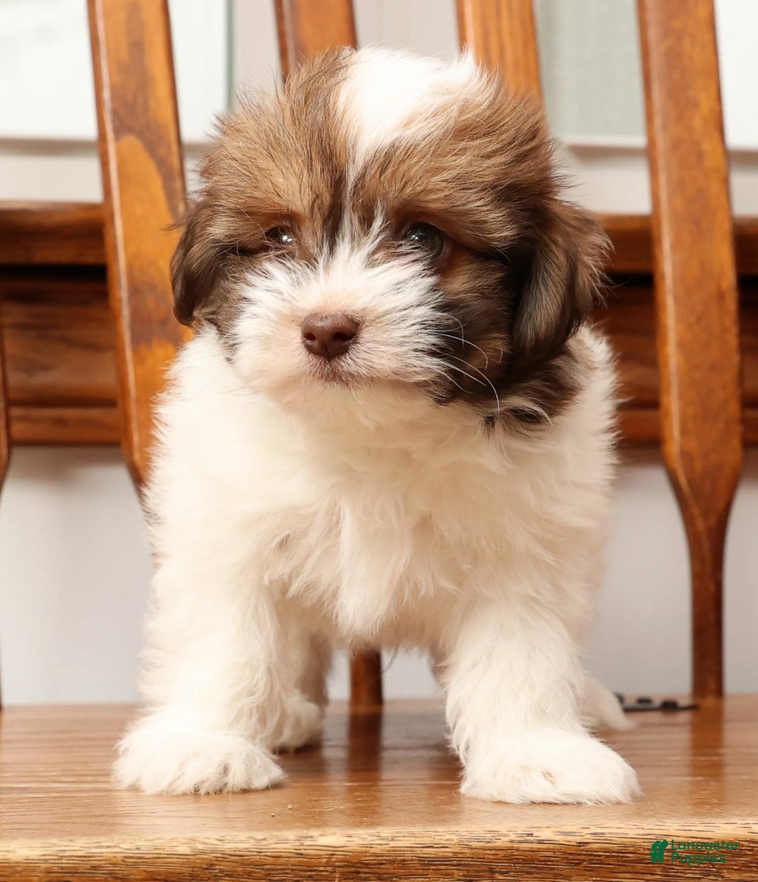 Havanese dogs for sale: Rex - Ad 8