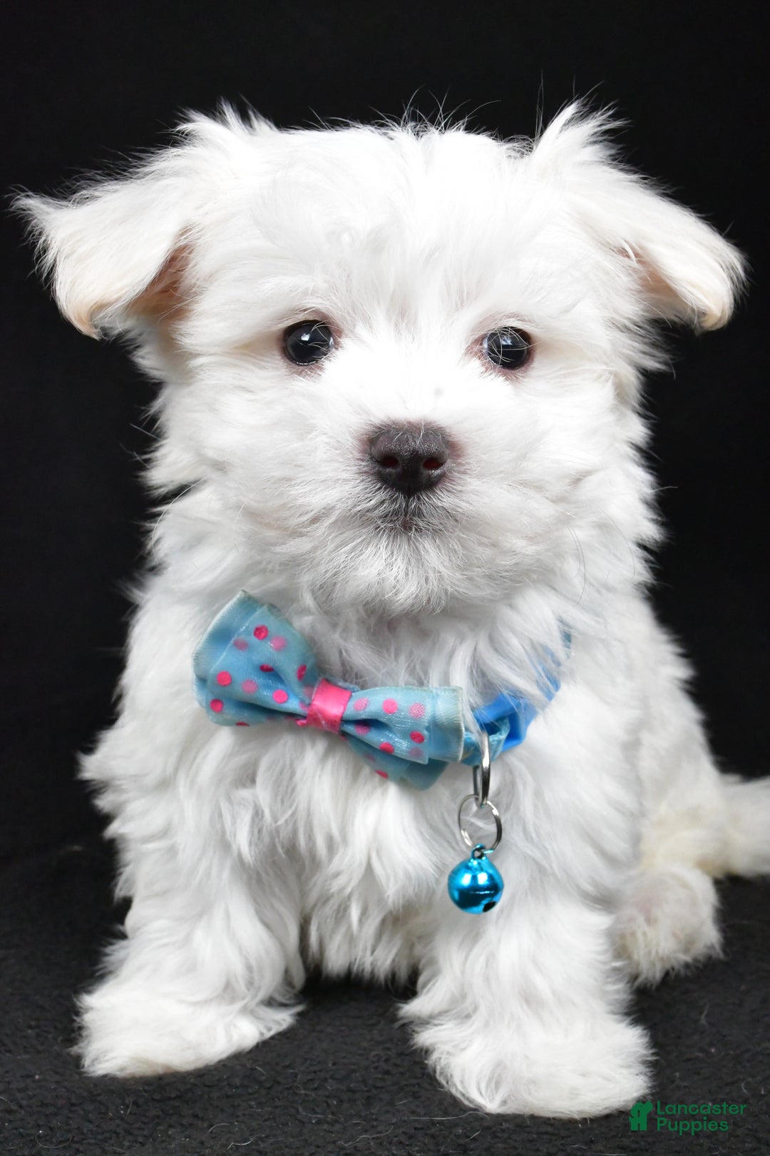 Maltese dogs for sale: Rex - Ad 6