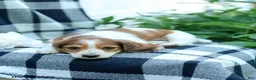 Miniature Dachshund dogs for sale: Curly - Ad 4