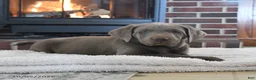 Labrador Retriever dogs for sale: Gunner - Ad 3
