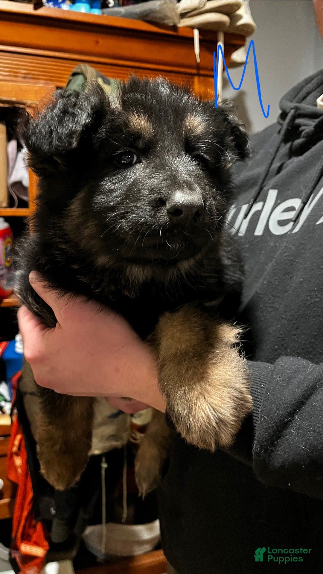 German Shepherd dogs for sale: German Shepherd Puppy 1 - Ad 1