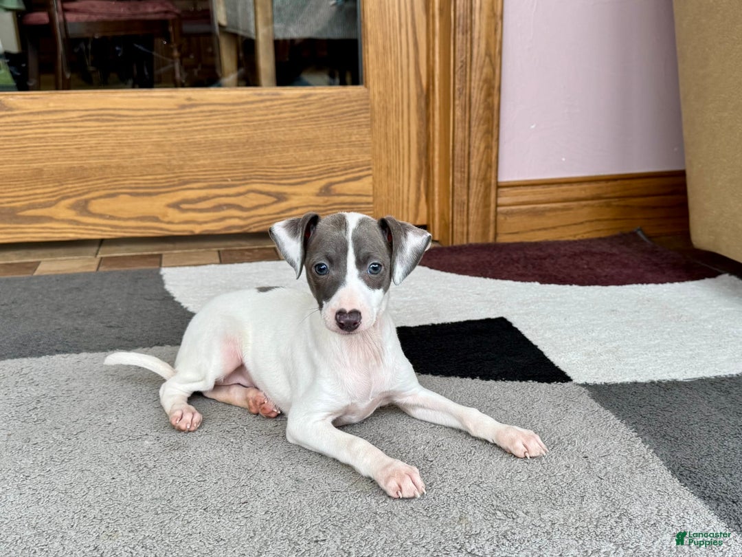 Italian Greyhound dogs for sale: Charity - Ad 8