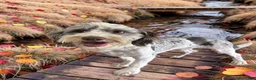 Havapoo dogs for sale: Luigi-Sale!!! - Ad 10