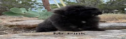 Bouvier Des Flandres dogs for sale: Ms Pink - Ad 6