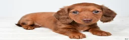 Miniature Dachshund dogs for sale: Callie - Ad 1