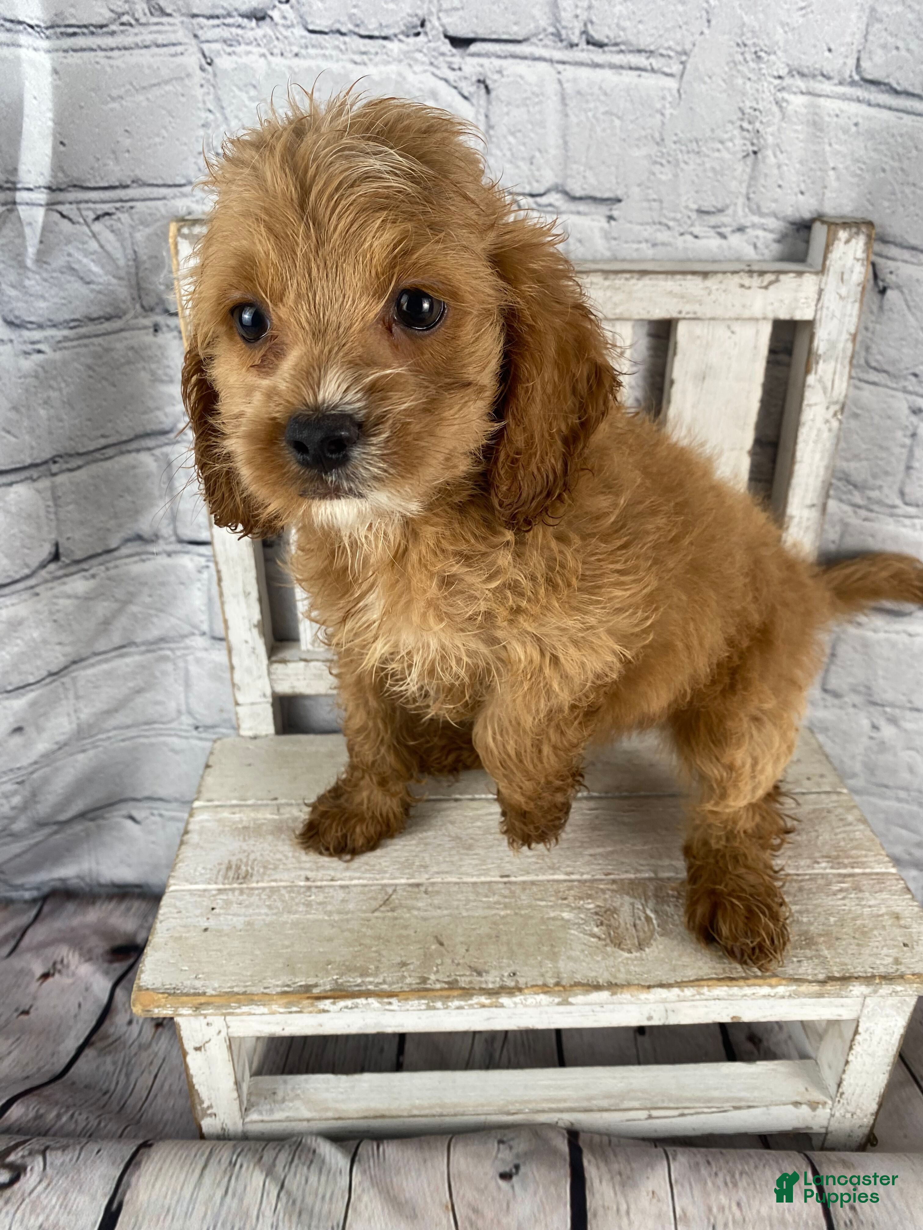 Cockapoo dogs Moose - Ad 2