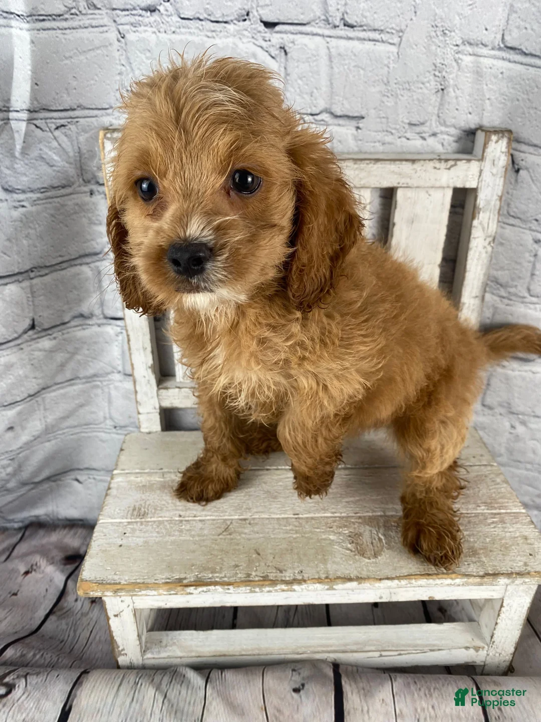 Cockapoo dogs for sale: Moose - Ad 2