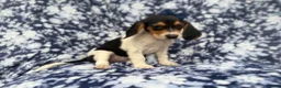 Beagle dogs for sale: Whitney - Ad 2