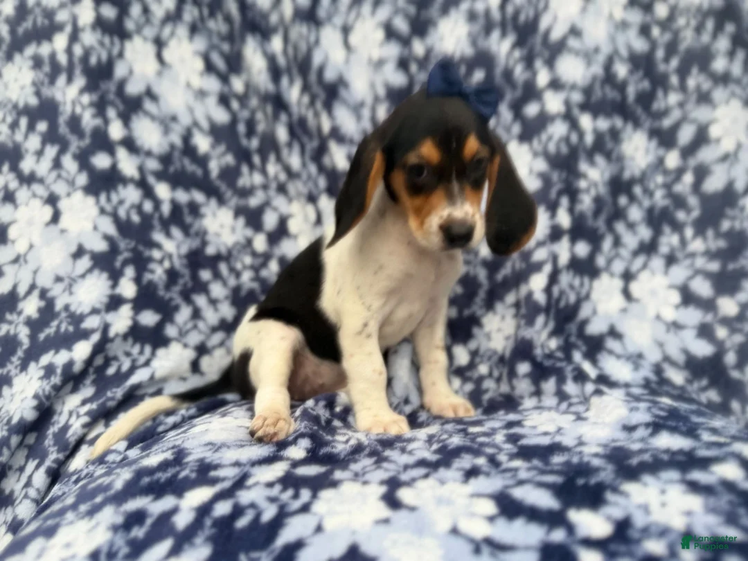 Beagle dogs for sale: Whitney - Ad 2