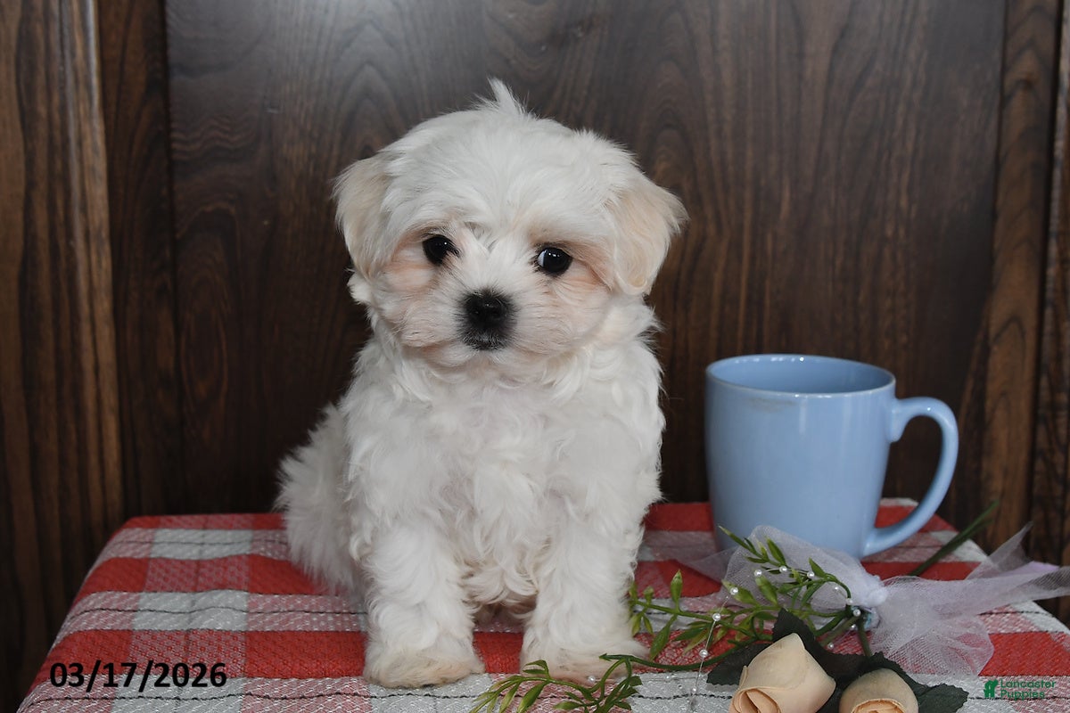 Maltese dogs Nate - Ad 2
