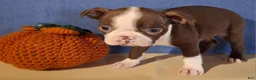 Boston Terrier dogs for sale: Inez - Ad 4