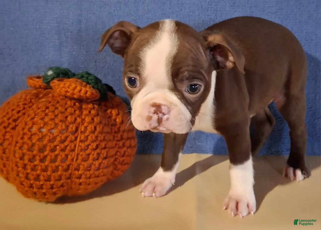 Boston Terrier dogs for sale: Inez - Ad 4