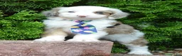 Mini Aussiedoodle dogs for sale: Mini Auggie - Ad 14