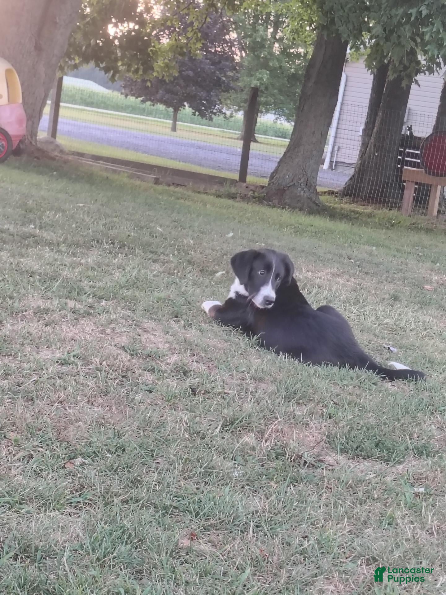 Mixed Breed dogs Indie - Ad 9