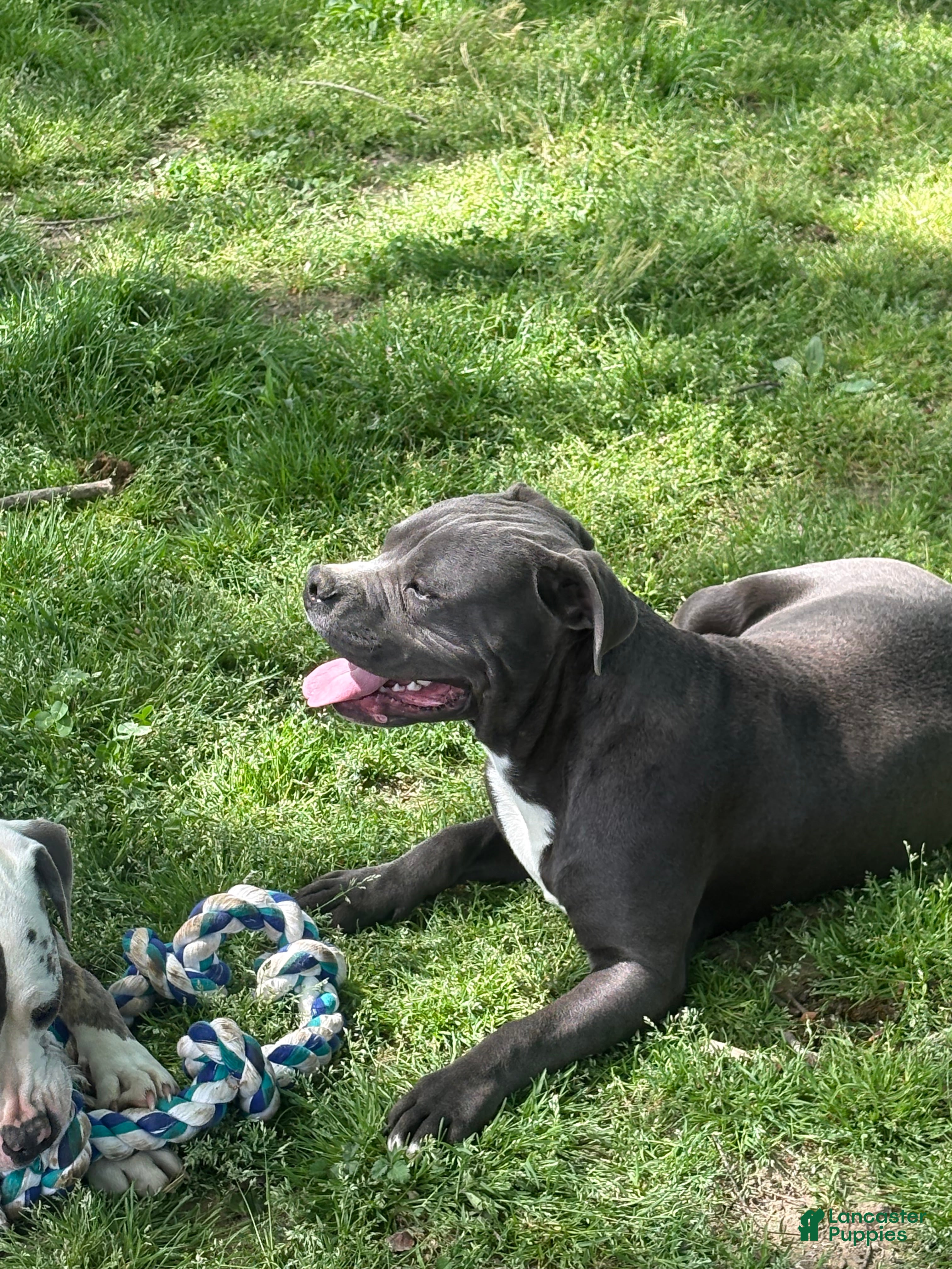 Mixed Breed dogs Bleu - Ad 1