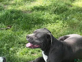 Mixed Breed dogs for sale: Bleu - Ad 2